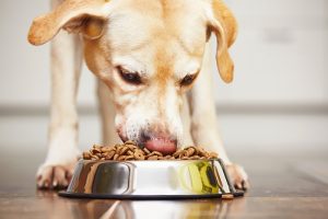 دکستروز در غذا و درمان سگ
