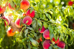 متابولیسم و سنتز سوربیتول در درختان میوه