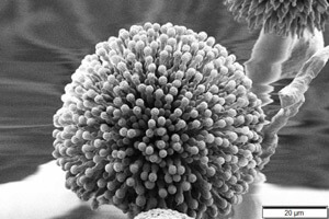 بهینه‌ سازی تولید اسید سیتریک از گونه قارچی آسپرژیلوس نایجر