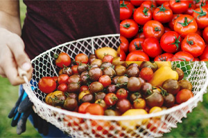 کاهش اثرات مضر اسید اسکوربیک بر گوجه فرنگی