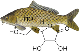 مقایسه تجربی اثرات اسید اسکوربیک و تیامین در جلوگیری از ضایعات بافتی ناشی از سرب در برخی بافت های ماهی کپور