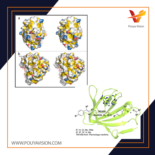 تعاملات هیدروفوبیک سوکرالوز با ساختارهای پروتئینی