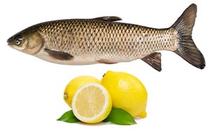 اثر استفاده از مکمل اسید سیتریک در رشد کپور ماهی‌ها 